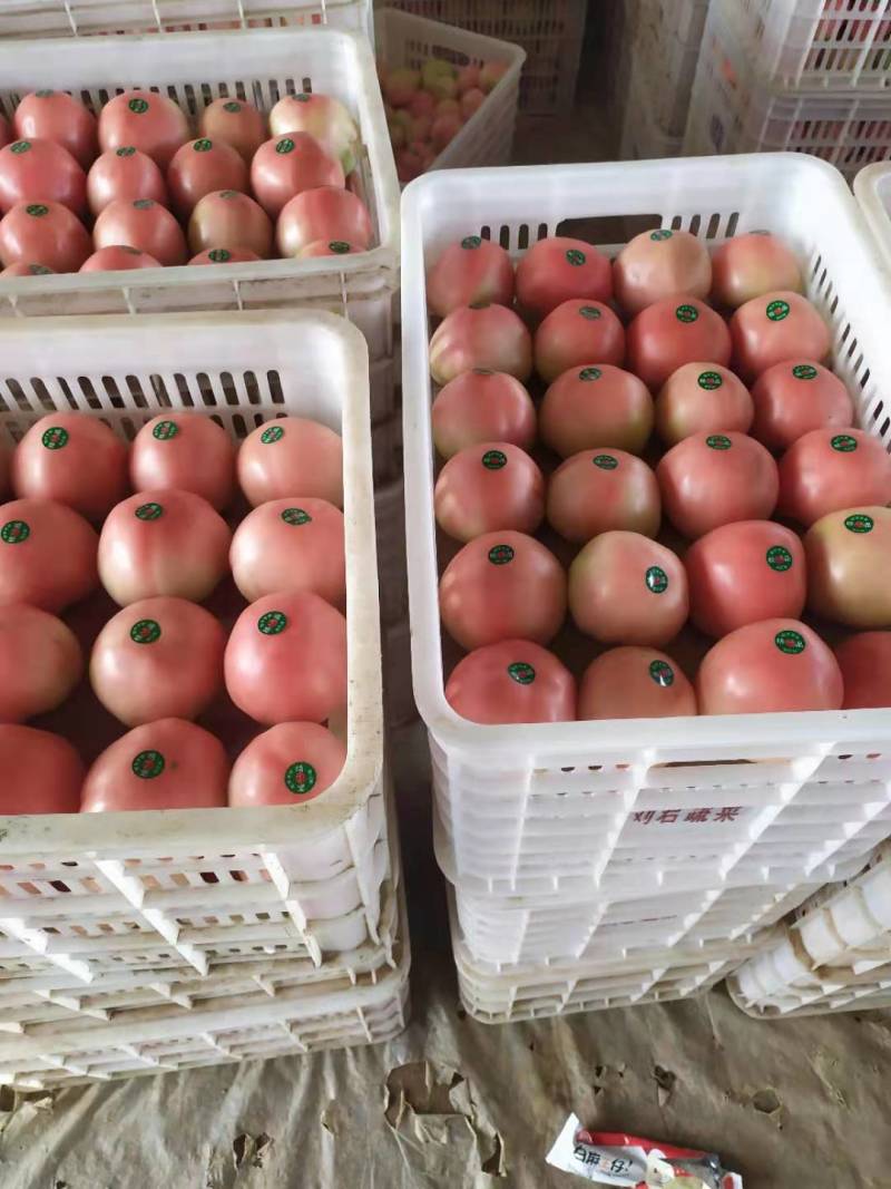 精品硬粉西红柿要的抓紧联系啦价格便宜基地直供