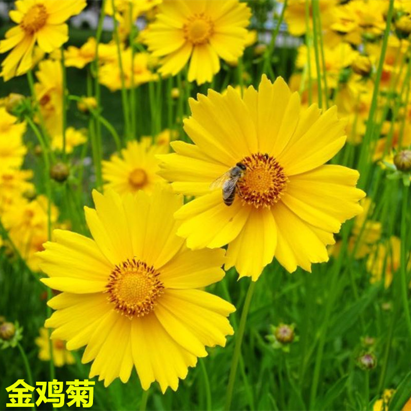 矢车菊种子多年生耐寒花卉种子道路景观庭院绿化花海种植