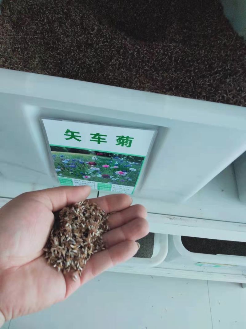 矢车菊种子多年生耐寒花卉种子道路景观庭院绿化花海种植