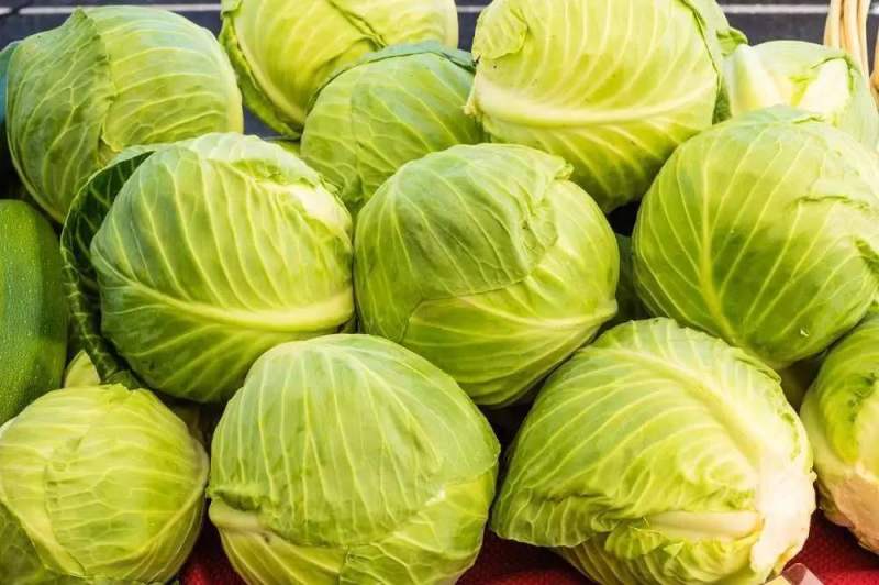 江苏东台精品甘蓝圆包菜卷心菜高丽菜全国发货
