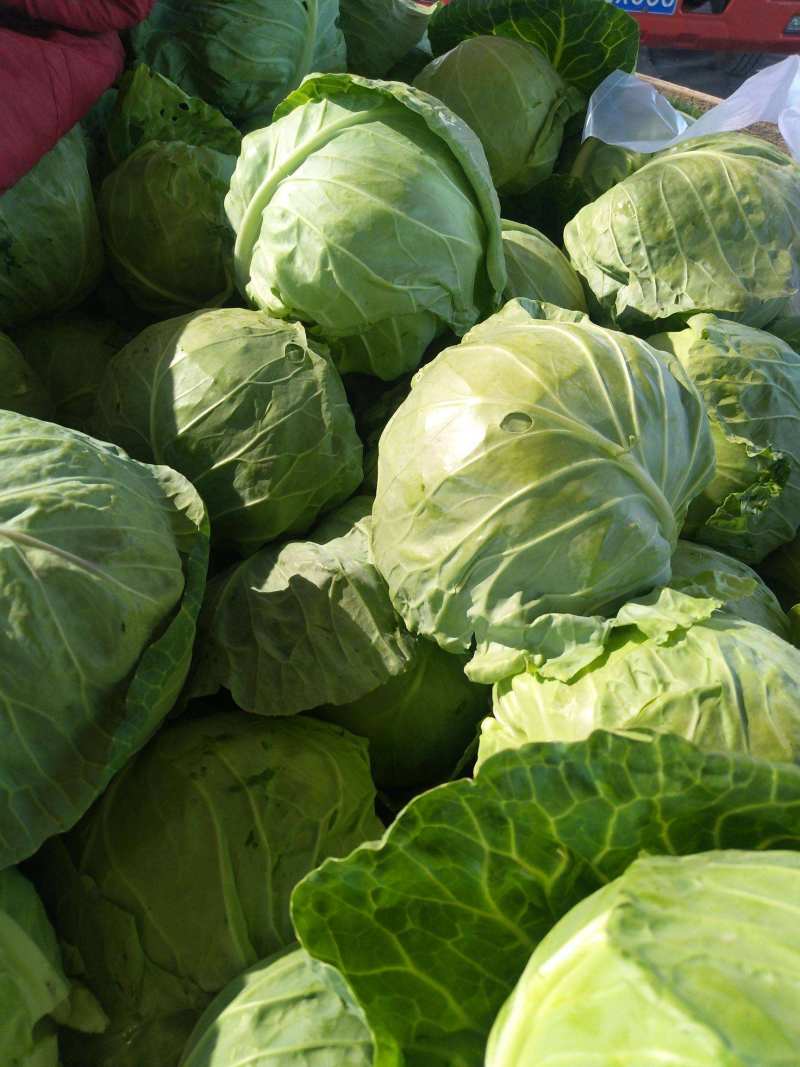 江苏东台精品甘蓝圆包菜卷心菜高丽菜全国发货