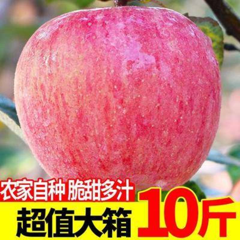 【包邮】精品运城2023嘎啦苹果新果现摘现发果园直供脆甜