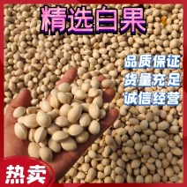 【精选白果】自家银杏，价格低，质量好，货量充足，品质保证