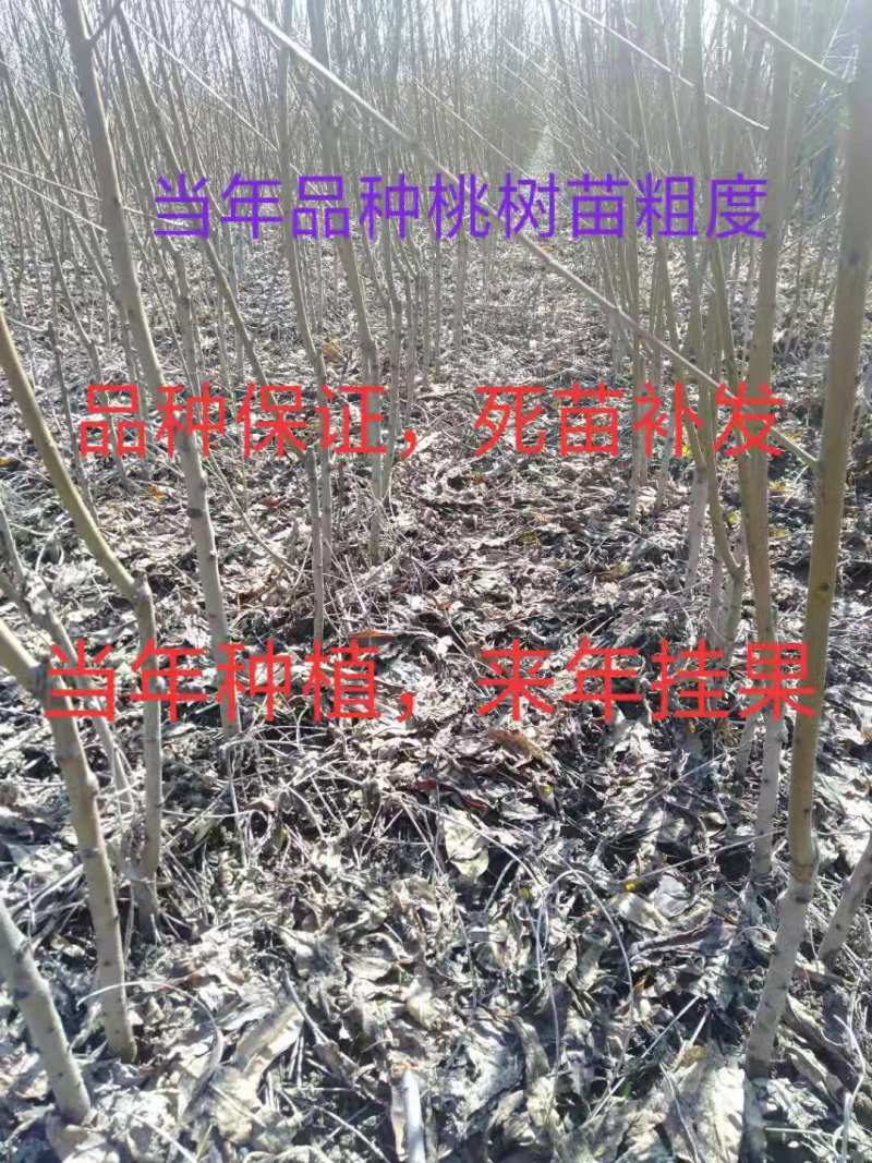 桃树苗，黄金密口感脆甜，丰产量高，品种保证质量死苗补发，