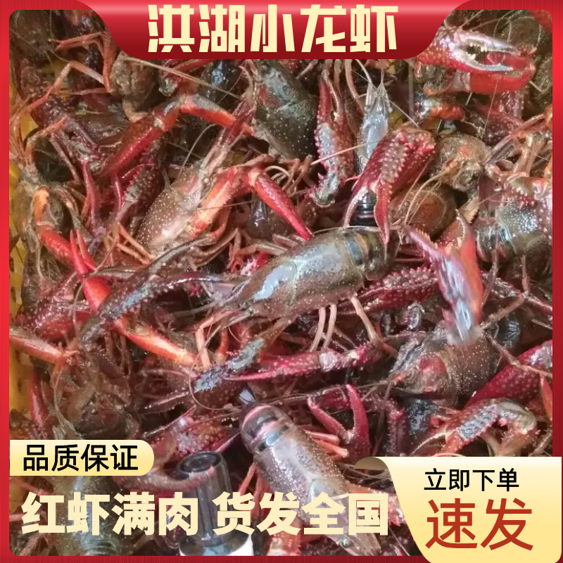 正宗洪湖小龙虾全规精品红虾满肉品质保证发货全国
