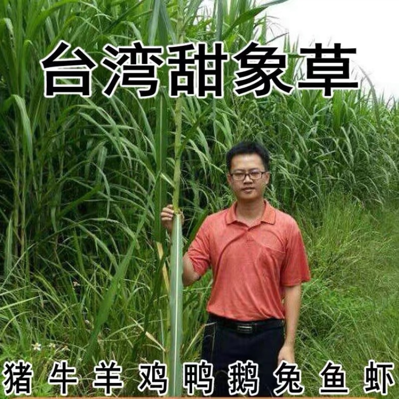甜象草种子南方北方多年生四季高产喂猪牛羊鸡鸭鹅鱼兔