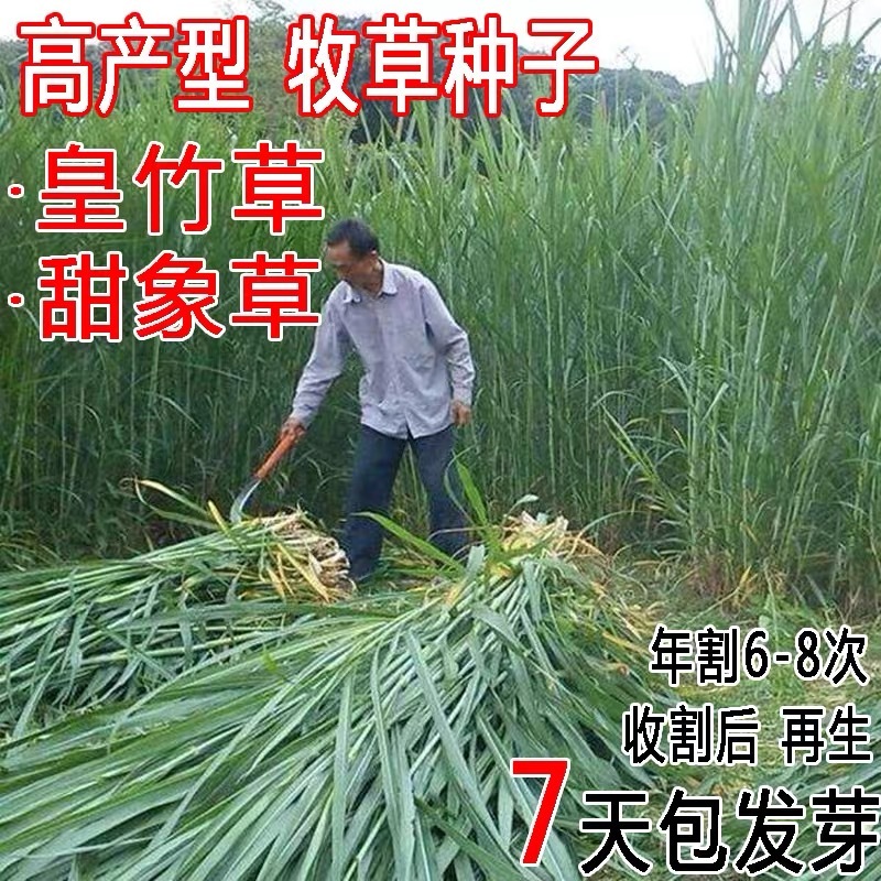 甜象草种子南方北方多年生四季高产喂猪牛羊鸡鸭鹅鱼兔