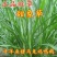 甜象草种子南方北方多年生四季高产喂猪牛羊鸡鸭鹅鱼兔