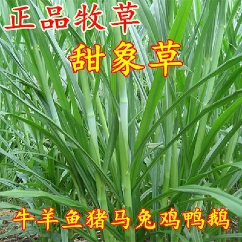 甜象草种子南方北方多年生四季高产喂猪牛羊鸡鸭鹅鱼兔