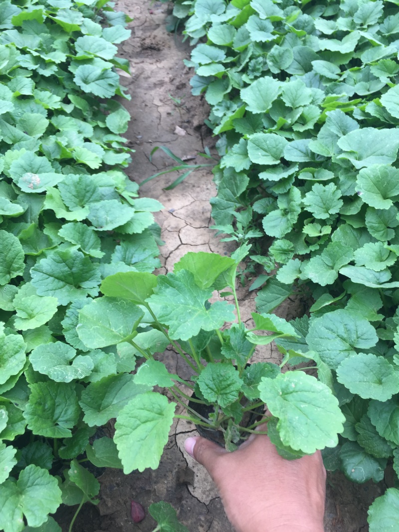 二月兰种植基地609万二月兰自产自销青州二月兰