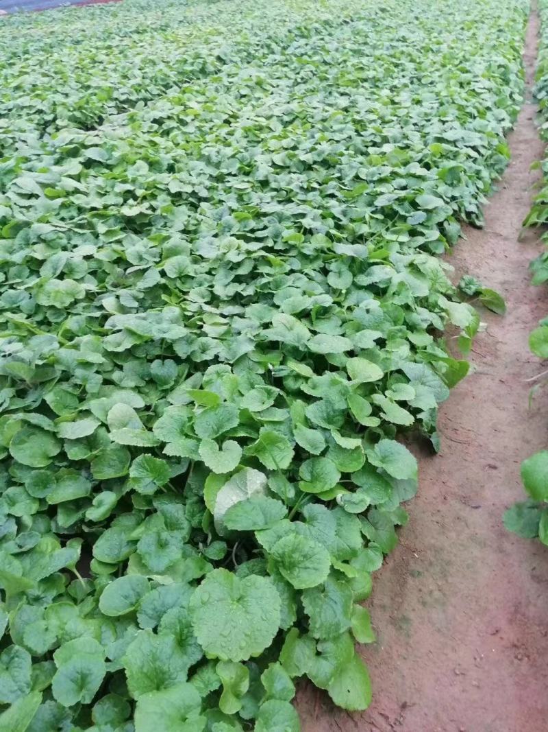 二月兰种植基地609万二月兰自产自销青州二月兰
