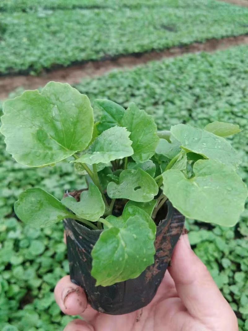 二月兰种植基地609万二月兰自产自销青州二月兰