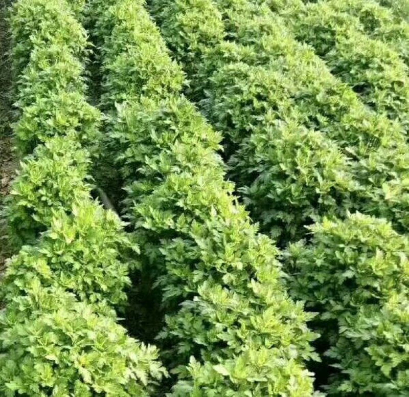 金丝皇菊婺源皇菊苗大量供应【提供技术指导包回收】