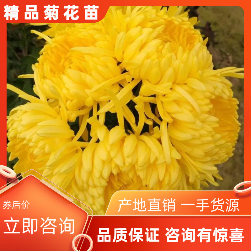 金丝皇菊婺源皇菊苗大量供应【提供技术指导包回收】