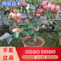 矮化盆栽苹果基地直发优质盆栽带盆发货