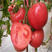 粉果番茄种子金棚全胜番茄种子无限生长粉红类型西红柿籽高