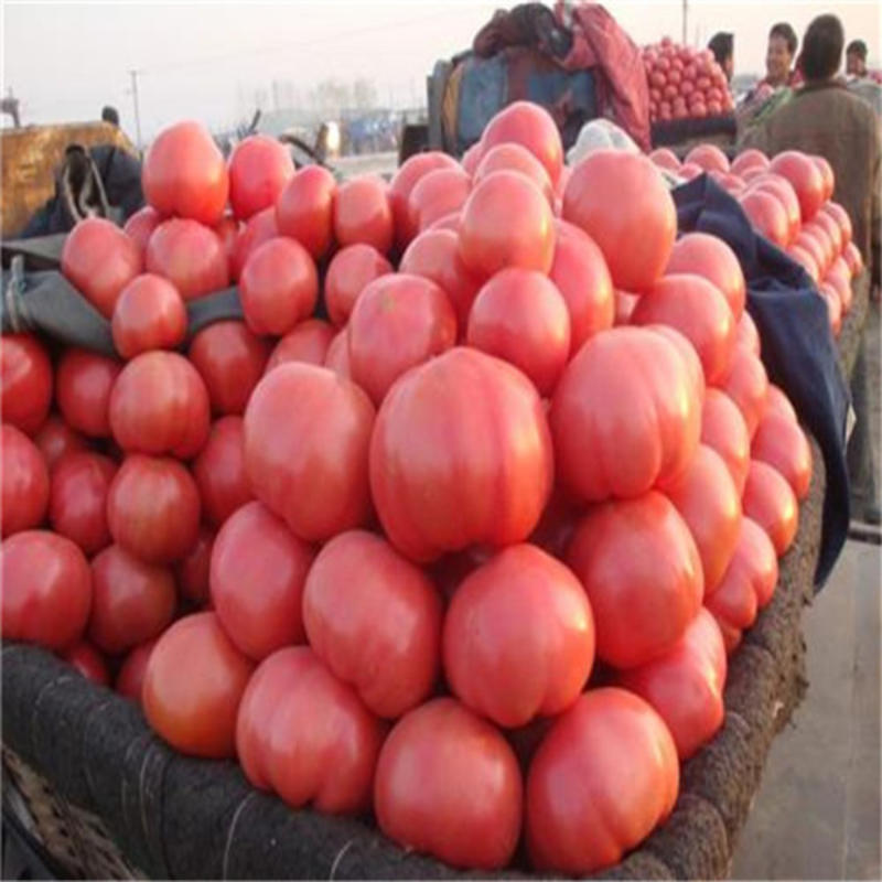 粉果番茄种子金棚全胜番茄种子无限生长粉红类型西红柿籽高