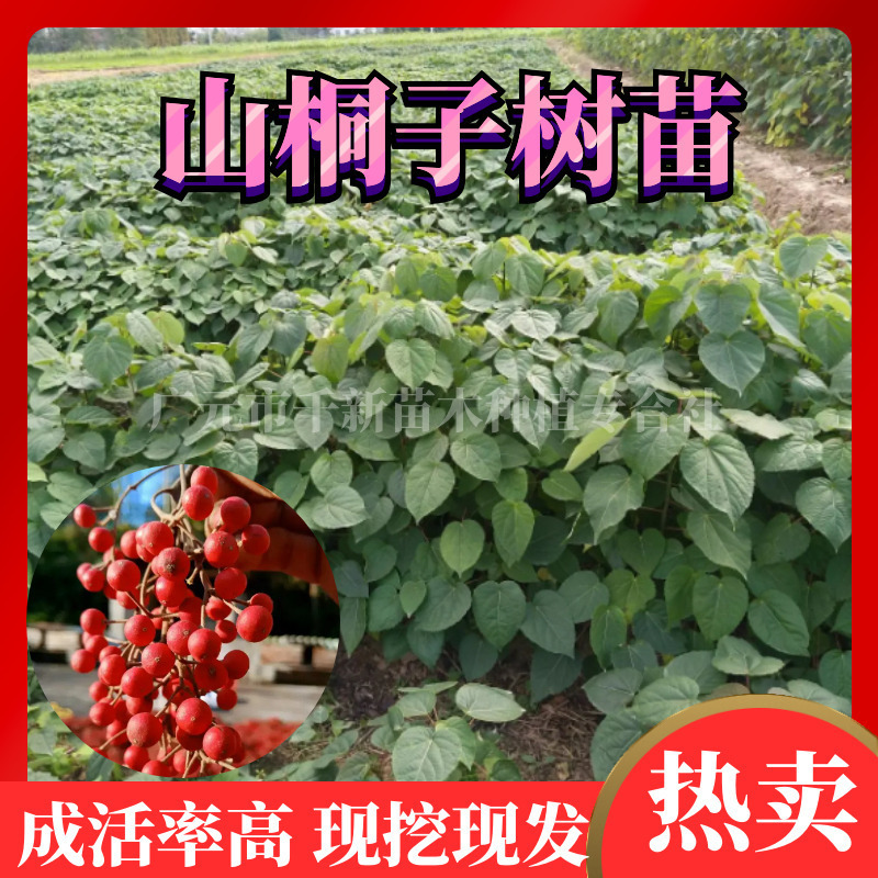 ★毛叶山桐子树苗★易栽种，成活率高，根系发达
