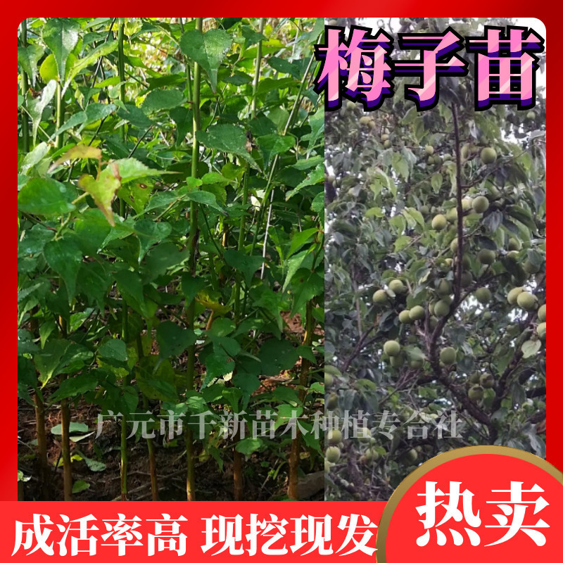 【优质乌梅苗】易栽种成活率高包结果基地现挖现发量大从优