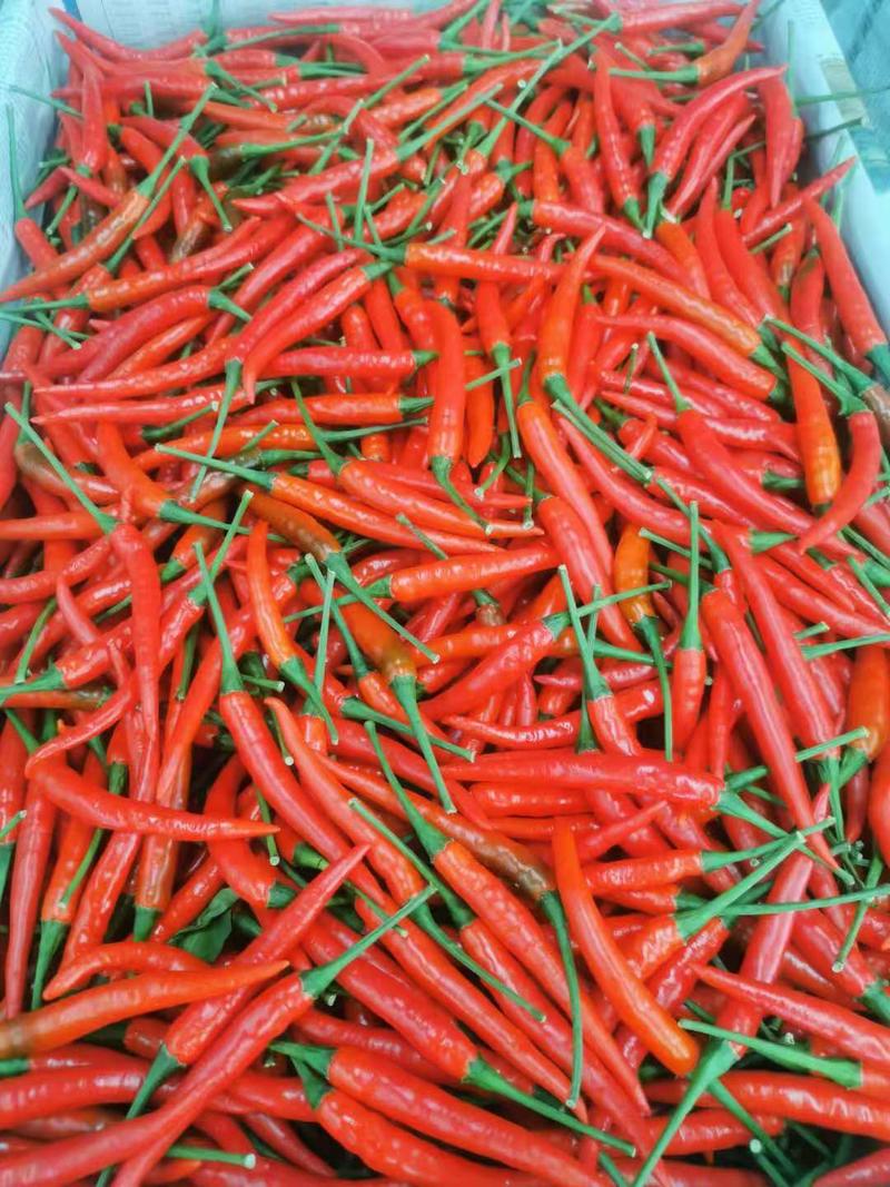 小米椒，新鲜云南小米椒，农家种植自产自销优质货源价格实惠