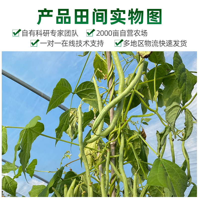 早熟无筋架豆连续结荚能力强荚条一致性好肉厚质嫩耐运输
