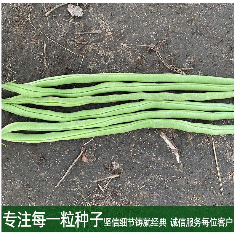 早熟无筋架豆连续结荚能力强荚条一致性好肉厚质嫩耐运输