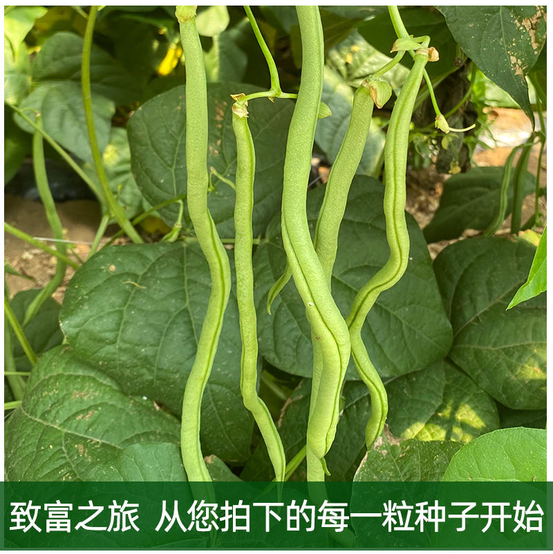 早熟无筋架豆连续结荚能力强荚条一致性好肉厚质嫩耐运输