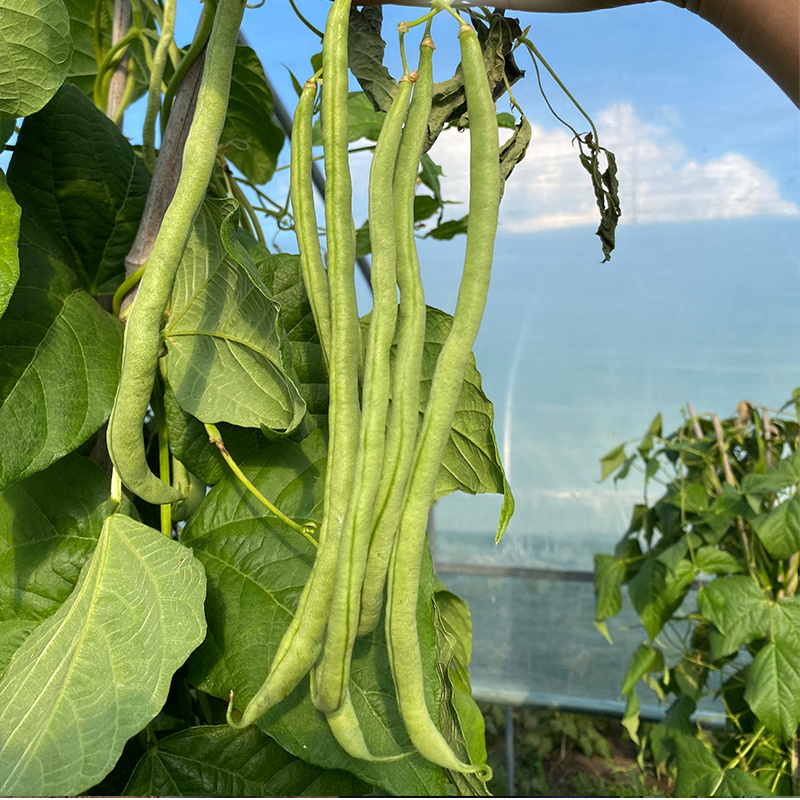 早熟无筋架豆连续结荚能力强荚条一致性好肉厚质嫩耐运输