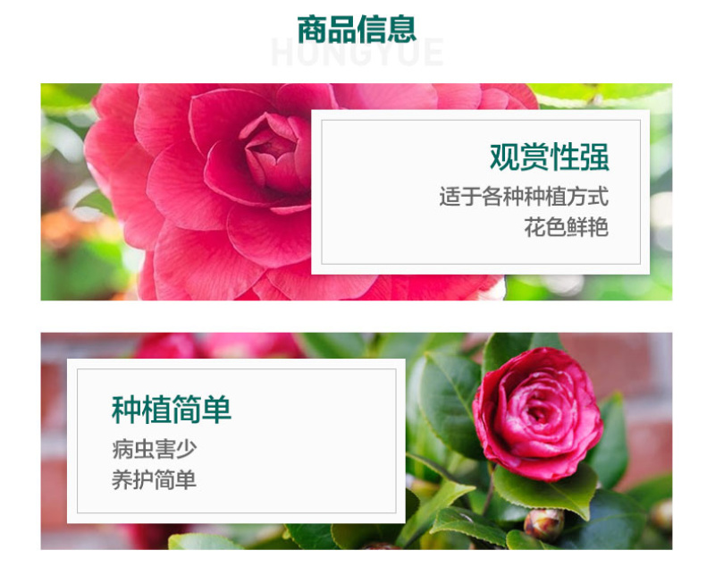 十色茶花苗四季开花盆栽庭栽多色茶花盆景花苗