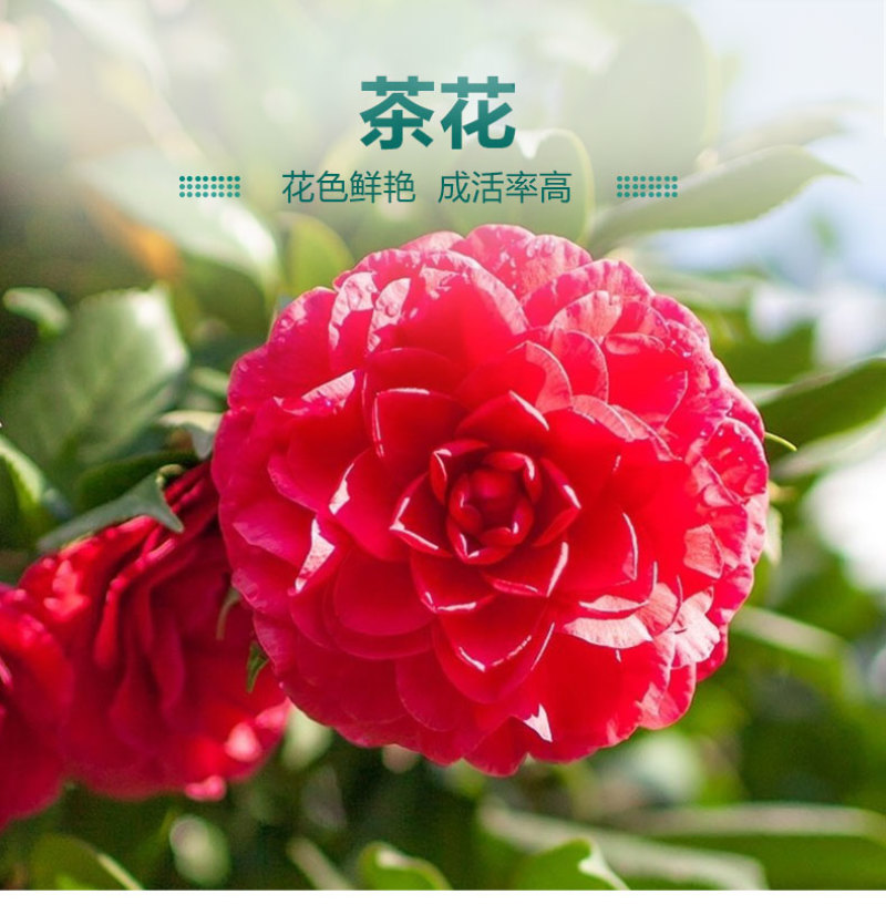十色茶花苗四季开花盆栽庭栽多色茶花盆景花苗