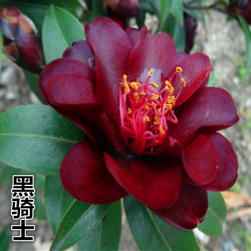 十色茶花苗四季开花盆栽庭栽多色茶花盆景花苗