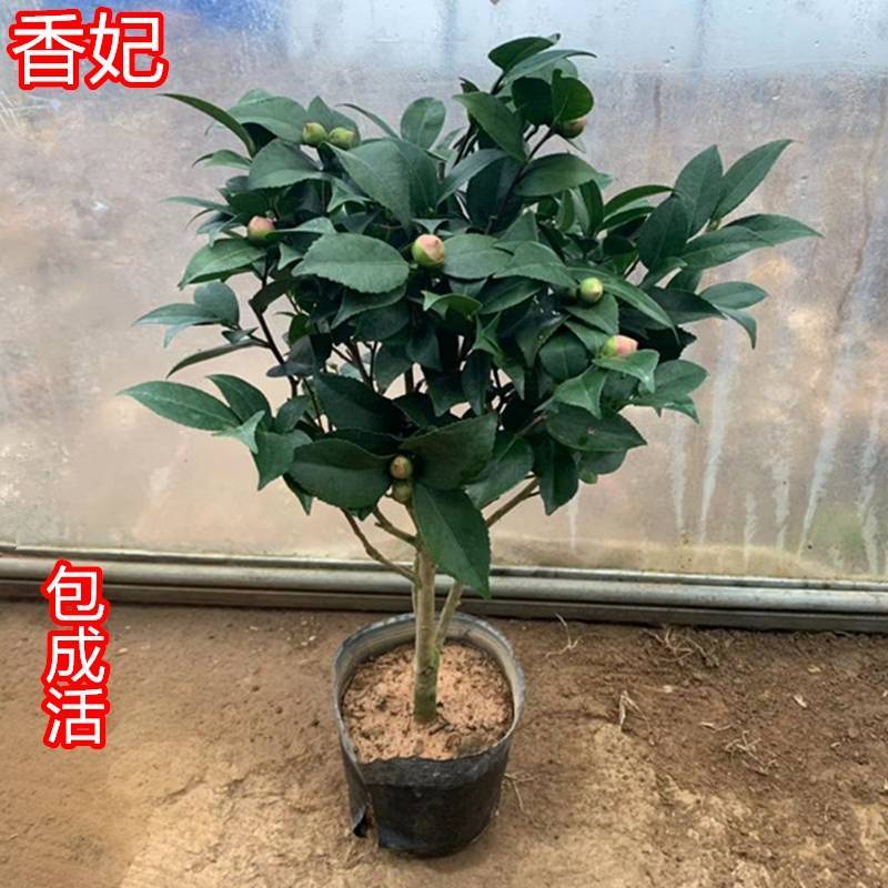 十色茶花苗四季开花盆栽庭栽多色茶花盆景花苗