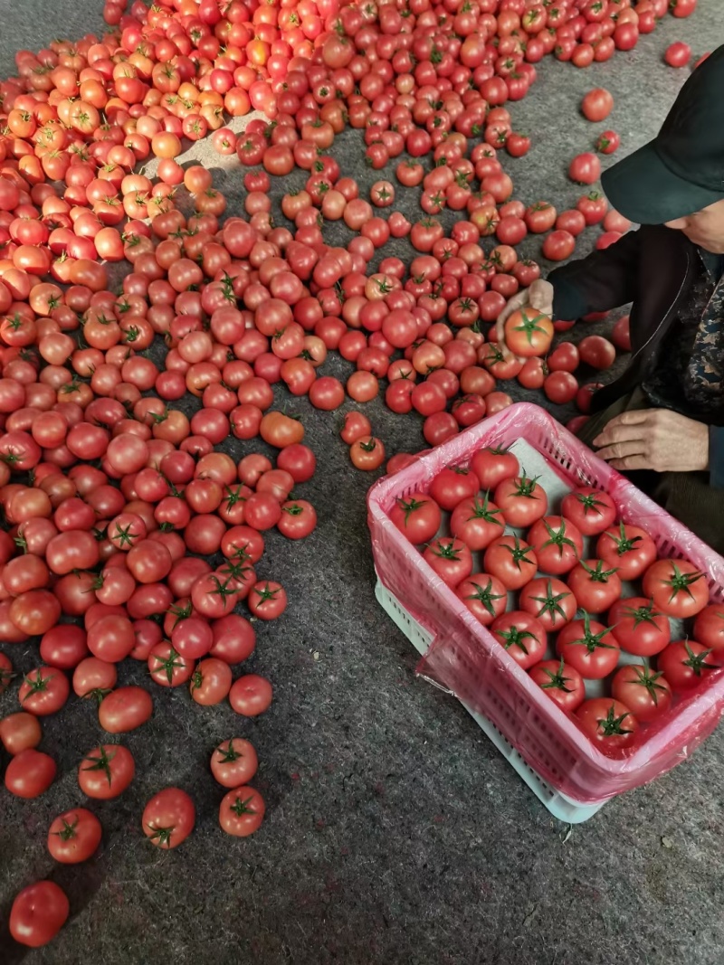 【精品】江苏硬粉西红柿果型好口感酸甜直供商超全国发货