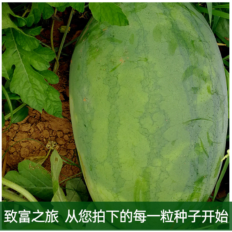 西瓜种子龙卷风懒汉瓜墨绿花皮西瓜种子高产抗病耐旱西瓜种籽