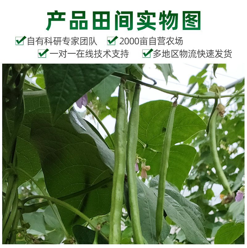 雅绿小金豆架豆种子500g荚条扁圆偏厚头尾均匀一致肉质鲜