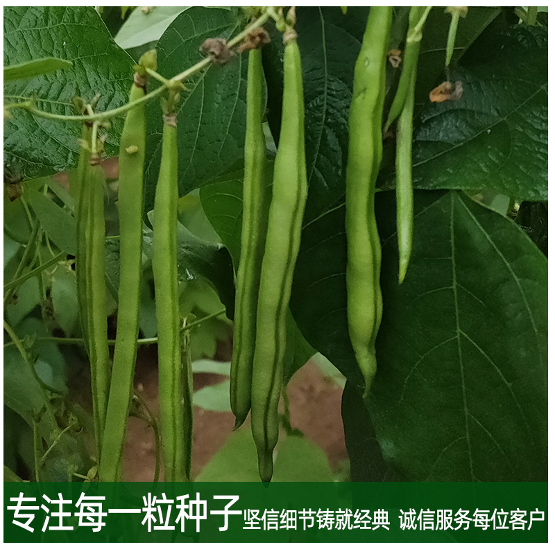 雅绿小金豆架豆种子500g荚条扁圆偏厚头尾均匀一致肉质鲜