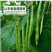 雅绿小金豆架豆种子500g荚条扁圆偏厚头尾均匀一致肉质鲜