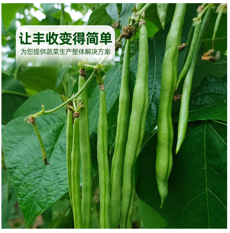 雅绿小金豆架豆种子500g荚条扁圆偏厚头尾均匀一致肉质鲜