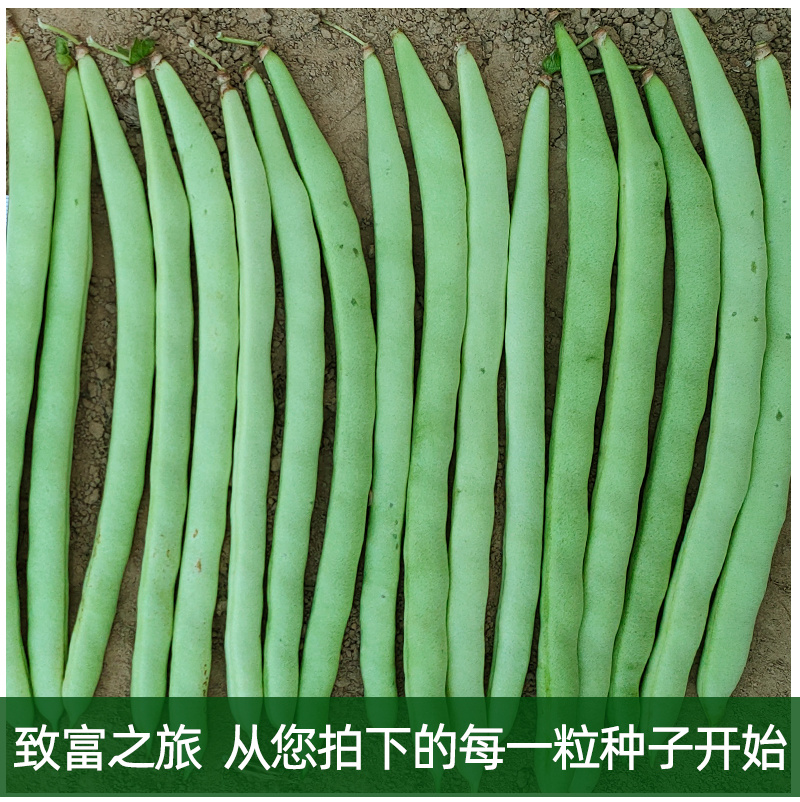 雅绿小金豆架豆种子500g荚条扁圆偏厚头尾均匀一致肉质鲜