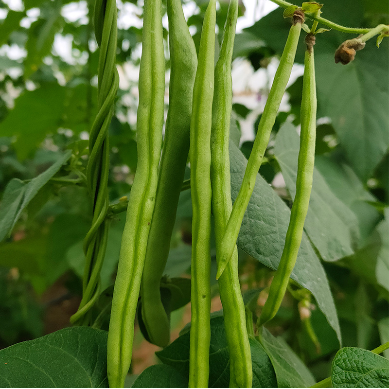 雅绿小金豆架豆种子500g荚条扁圆偏厚头尾均匀一致肉质鲜