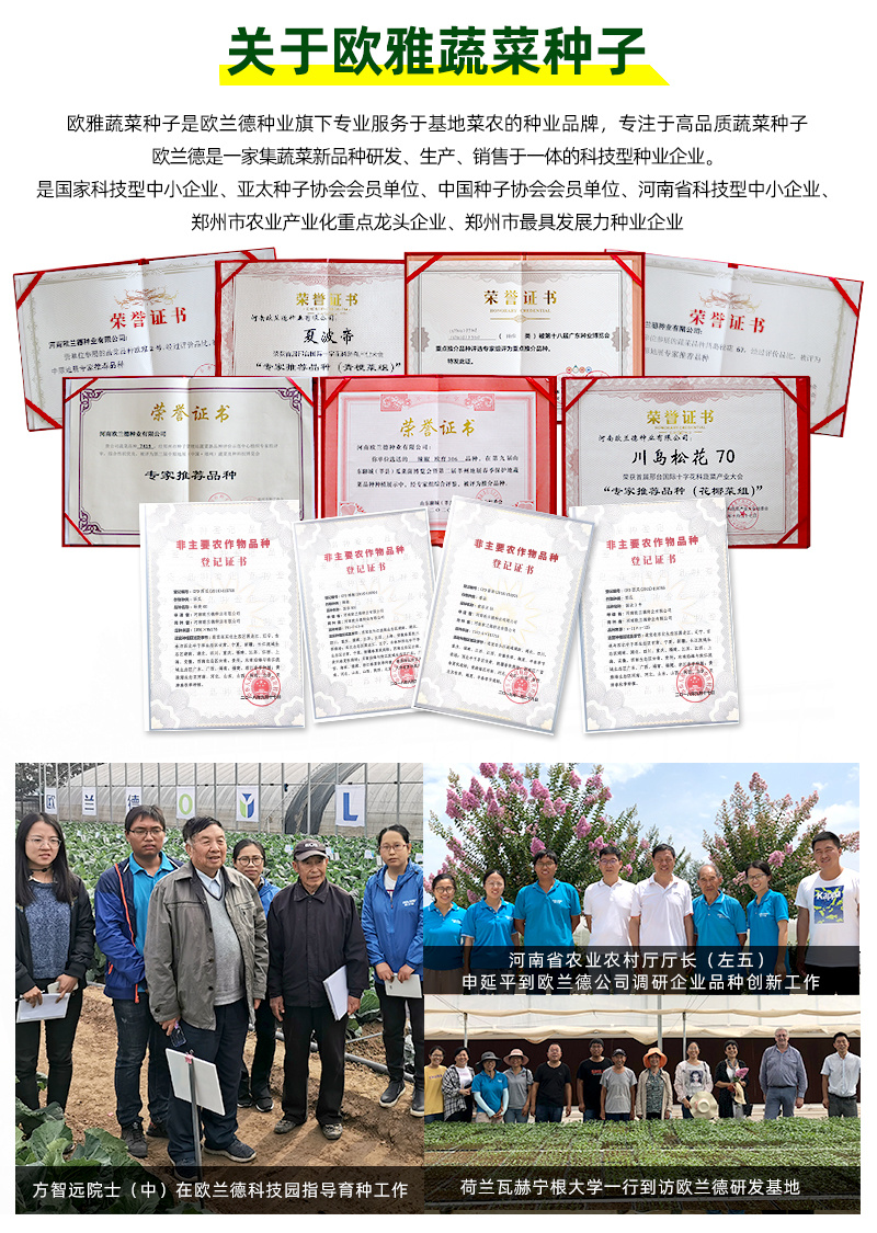 雅绿小金豆架豆种子500g荚条扁圆偏厚头尾均匀一致肉质鲜