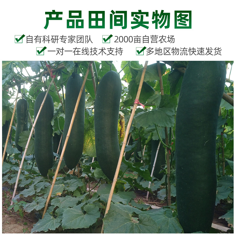 墨龙1号黑皮冬瓜种子绿皮大冬瓜膨瓜速度快耐储耐运