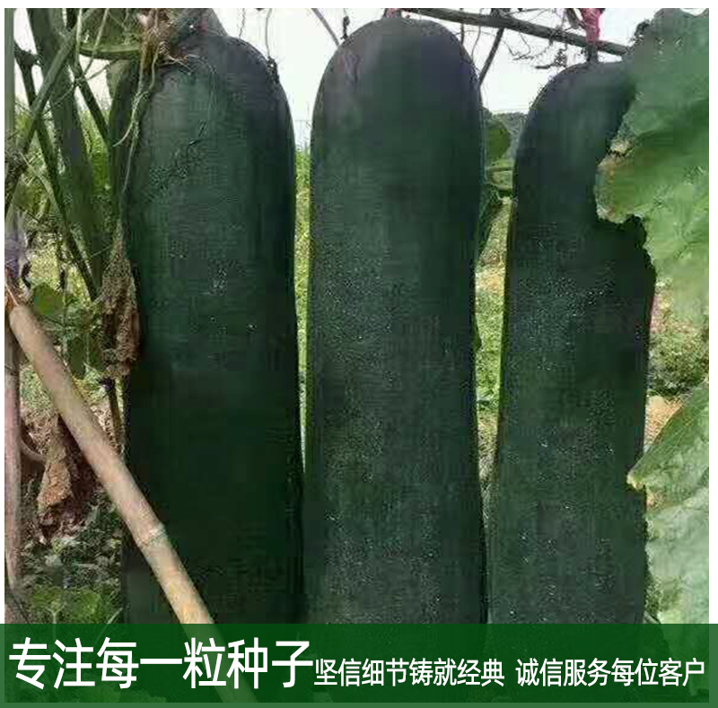 墨龙1号黑皮冬瓜种子绿皮大冬瓜膨瓜速度快耐储耐运