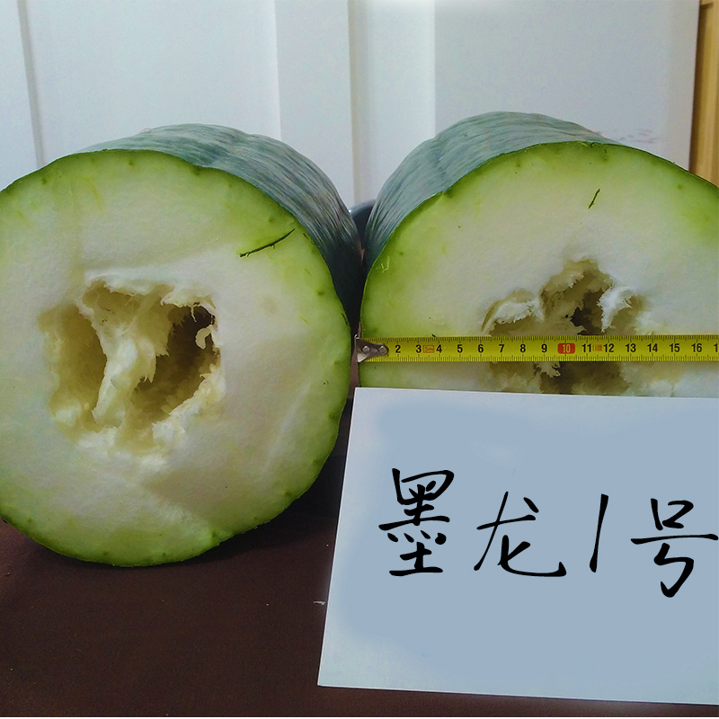 墨龙1号黑皮冬瓜种子绿皮大冬瓜膨瓜速度快耐储耐运