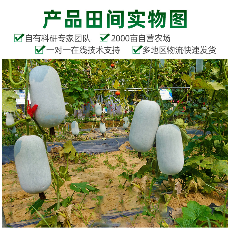小白龙早熟水冬瓜种子抢早上市蜡粉均匀耐运输耐湿热抗逆