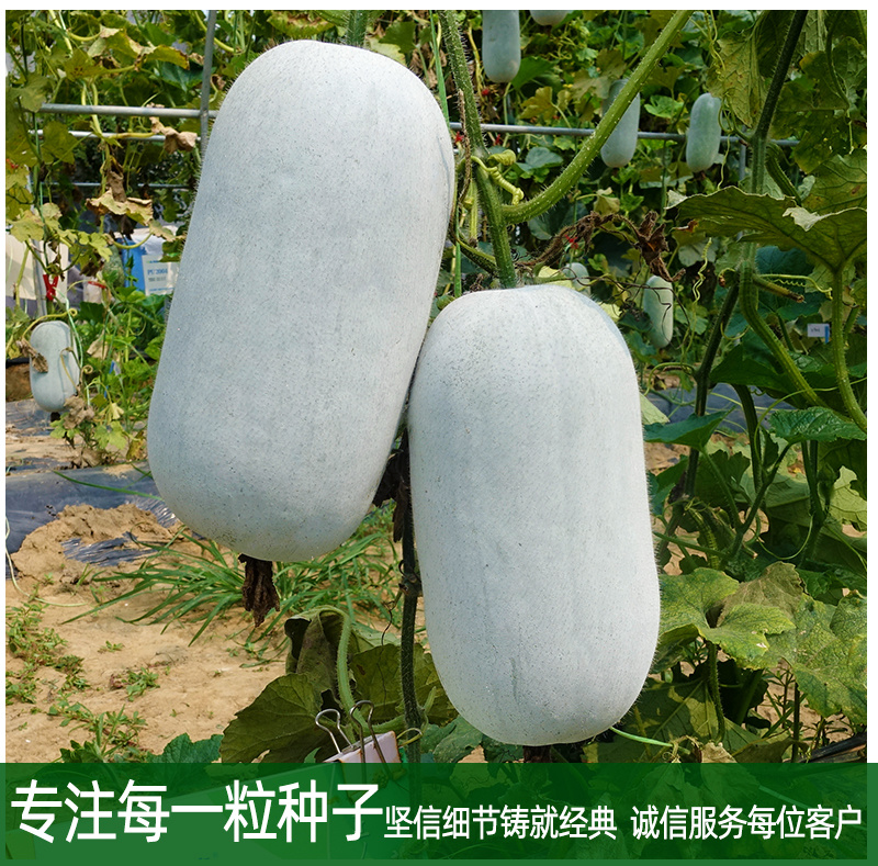 小白龙早熟水冬瓜种子抢早上市蜡粉均匀耐运输耐湿热抗逆