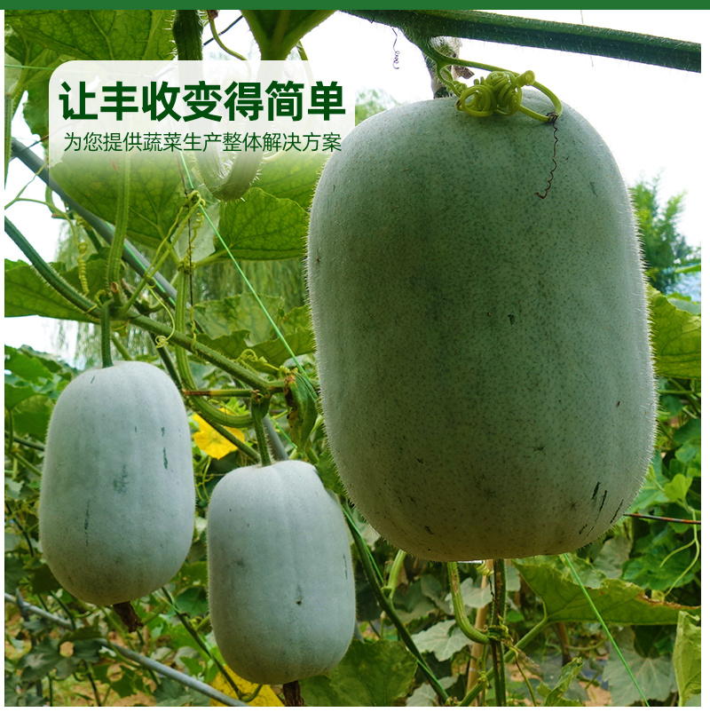 小白龙早熟水冬瓜种子抢早上市蜡粉均匀耐运输耐湿热抗逆