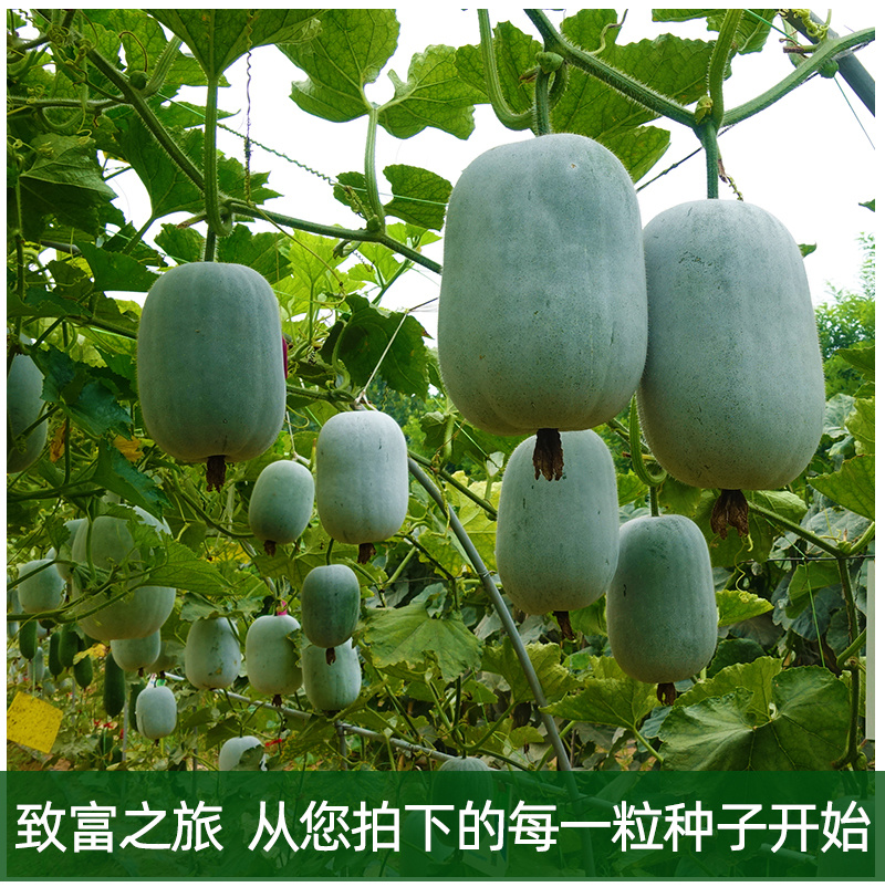 小白龙早熟水冬瓜种子抢早上市蜡粉均匀耐运输耐湿热抗逆