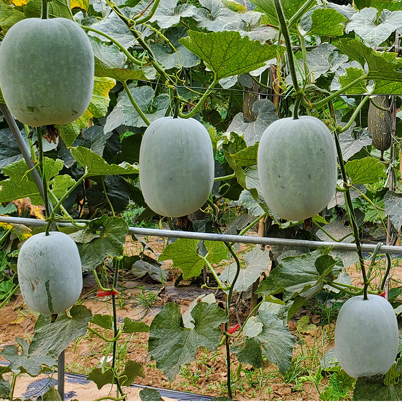小白龙早熟水冬瓜种子抢早上市蜡粉均匀耐运输耐湿热抗逆