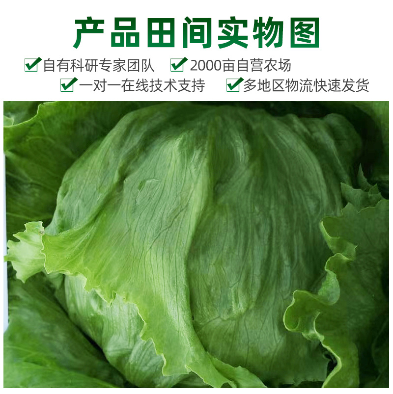 结球生菜种子长势强速度快商品一致性好耐抽臺稳产丰产